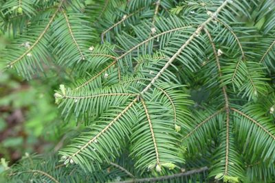 Abies grandis