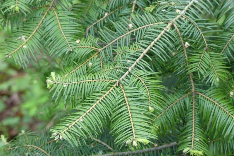 Abies grandis, photographed by Ellyne Geurts