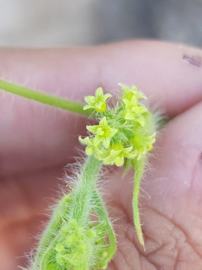Sicyos malvifolius, photographed by Sol Quipildor