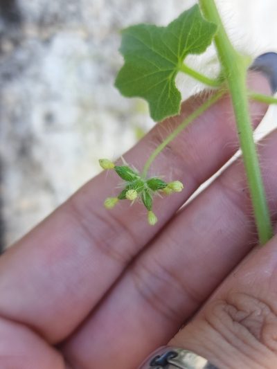 Sicyos malvifolius, photographed by Sol Quipildor