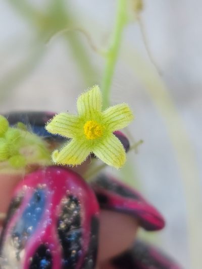 Sicyos malvifolius, photographed by Sol Quipildor
