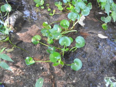 Heteranthera reniformis, photographed by Oscar Alejandro Morales Juárez