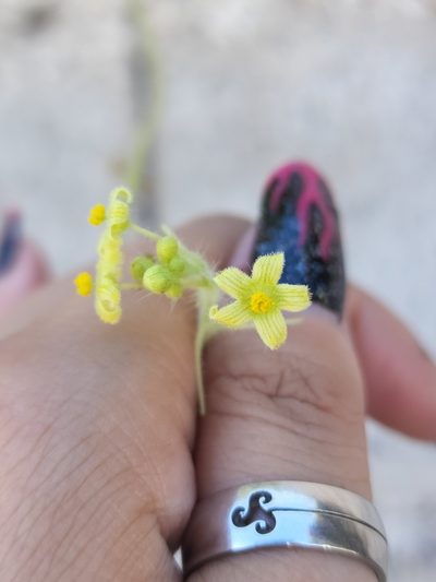 Sicyos malvifolius, photographed by Sol Quipildor