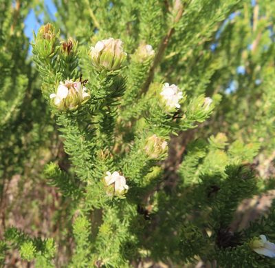 Aspalathus forbesii, photographed by linkie
