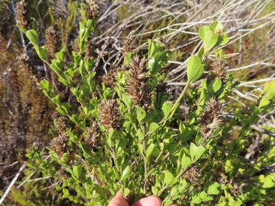 Psoralea bracteolata, photographed by linkie