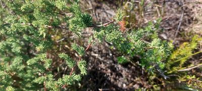 Asparagus rubicundus, photographed by sharndreheuvel