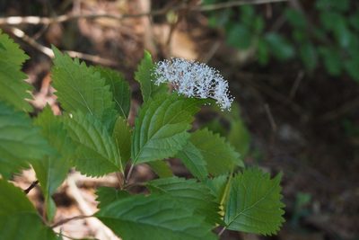 Hydrangea hirta, photographed by harum.koh
