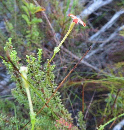 Jamesbrittenia albomarginata, photographed by linkie