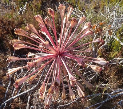 Brunsvigia orientalis, photographed by linkie