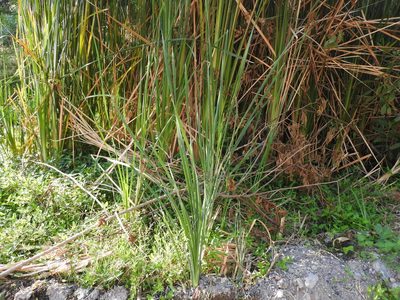 Typha domingensis, photographed by Oscar Alejandro Morales Juárez