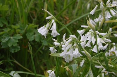 Allium triquetrum, photographed by Mathew Robinson