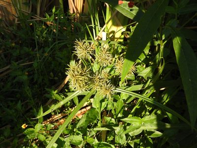 Cyperus strigosus, photographed by Oscar Alejandro Morales Juárez