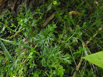 Verbena officinalis, photographed by Oscar Alejandro Morales Juárez