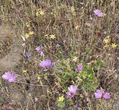 Sidalcea malviflora, photographed by Henrik Kibak