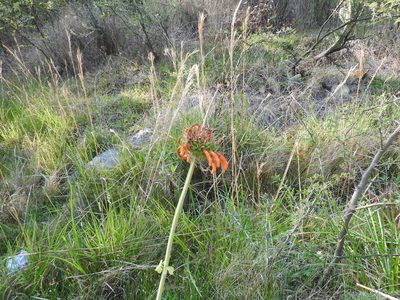 Leonotis nepetifolia, photographed by Oscar Alejandro Morales Juárez