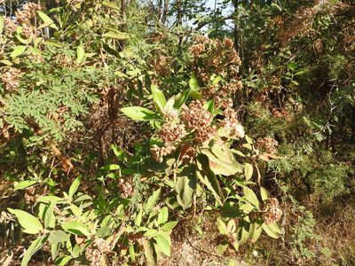 Buddleja cordata, photographed by Oscar Alejandro Morales Juárez