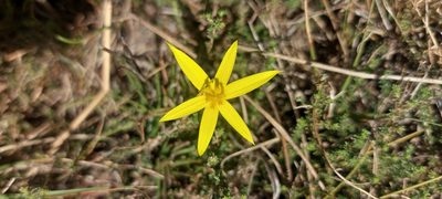 Empodium plicatum, photographed by sharndreheuvel