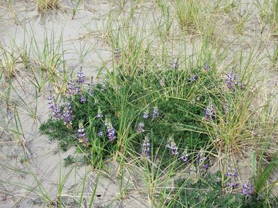 Lupinus littoralis