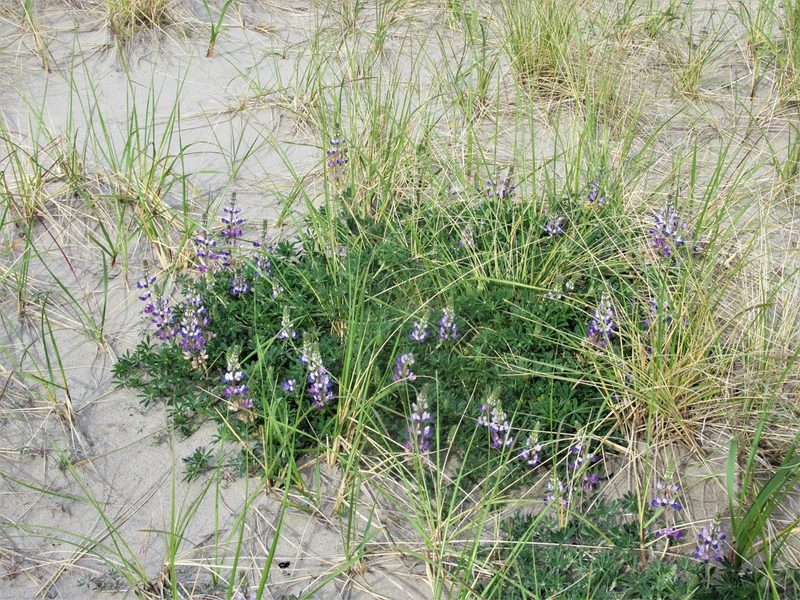 Lupinus littoralis, photographed by sprcrkwild