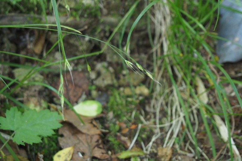 Festuca parvigluma, photographed by harum.koh