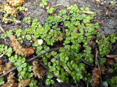 Soleirolia soleirolii, photographed by Karen Fry