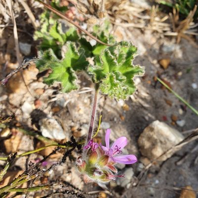 Pelargonium capitatum, photographed by Corli du Toit Smith