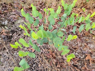 Baptisia perfoliata, photographed by Anthony A Simmons