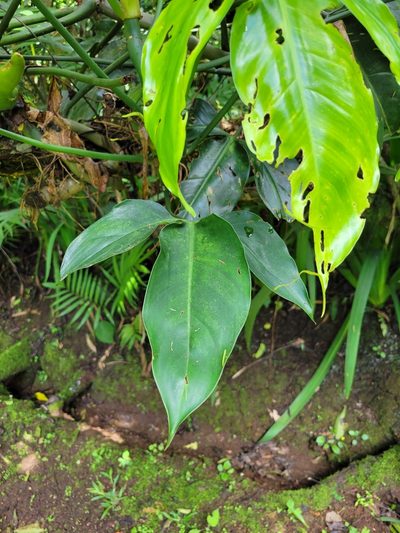 Philodendron anisotomum, photographed by Jake Rehage