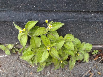 Galinsoga quadriradiata, photographed by Karen Fry