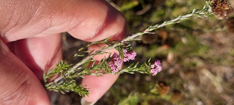 Stoebe capitata, photographed by sharndreheuvel