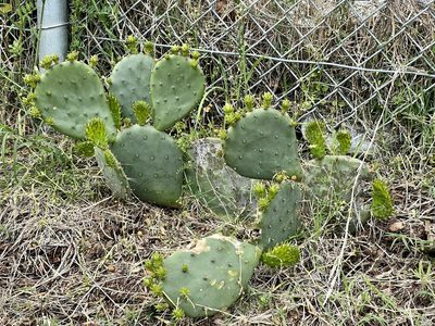 Opuntia humifusa, photographed by Frederick Nunley