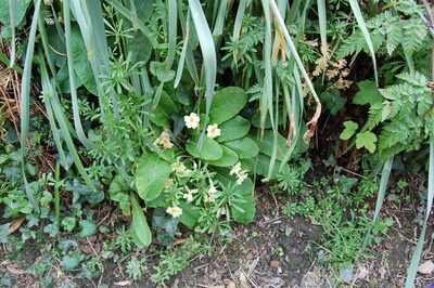 Primula vulgaris, photographed by Mathew Robinson