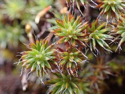 Polytrichum piliferum, photographed by Ellyne Geurts