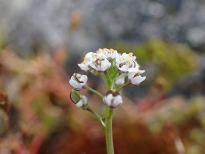 Teesdalia nudicaulis, photographed by Ellyne Geurts
