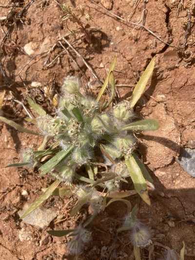 Plantago cretica, photographed by Andre Hosper
