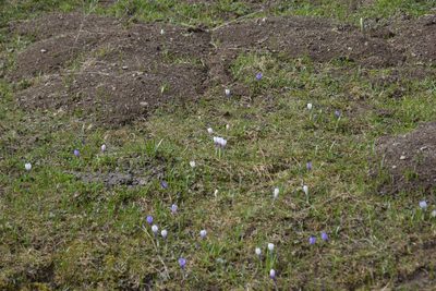 Crocus vernus, photographed by Felicia Seichter