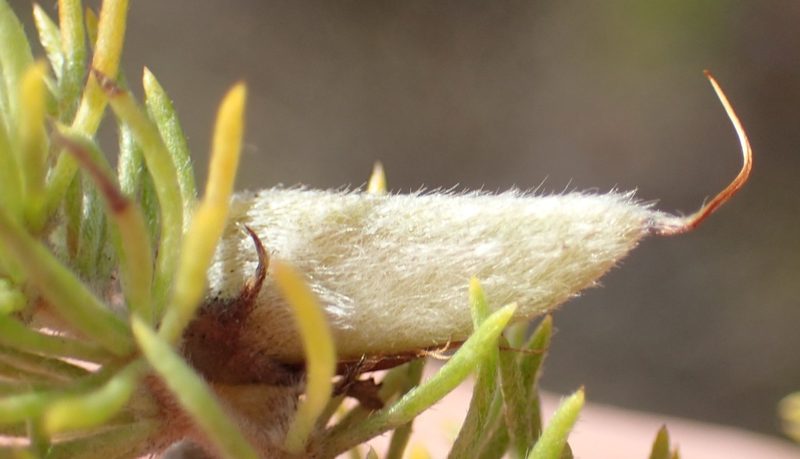 Aspalathus alopecurus, photographed by Nicola van Berkel