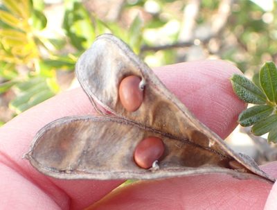 Virgilia divaricata, photographed by Nicola van Berkel