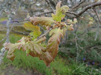 Quercus garryana, photographed by Ellyne Geurts