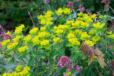 Euphorbia oblongata, photographed by Andrew Skotnicki