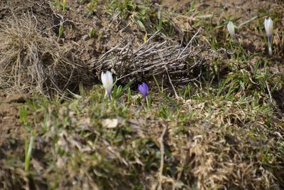 Crocus vernus, photographed by Felicia Seichter