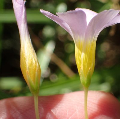 Oxalis caprina, photographed by Nicola van Berkel