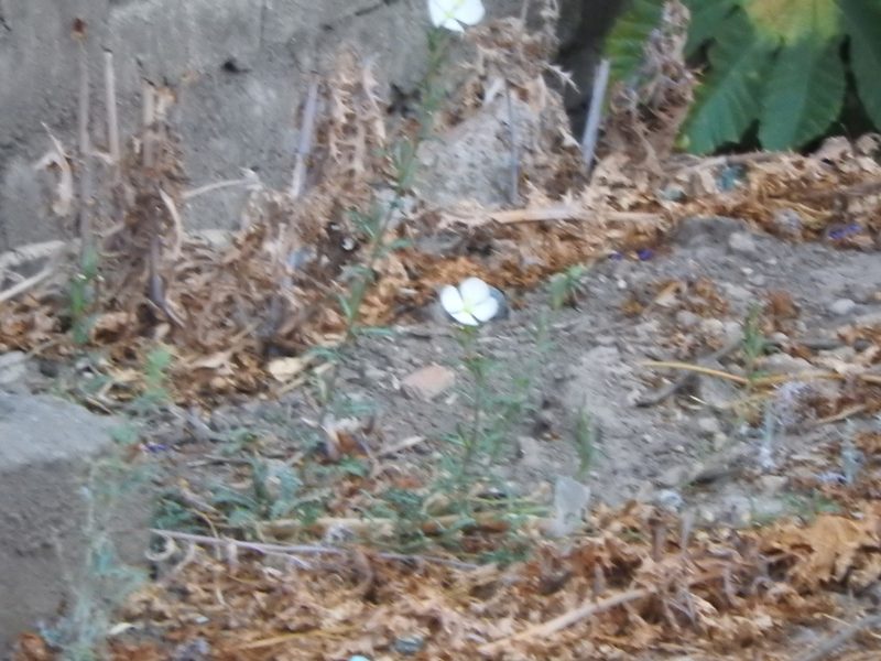 Oenothera tetraptera, photographed by Oscar Alejandro Morales Juárez