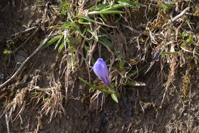 Crocus vernus, photographed by Felicia Seichter