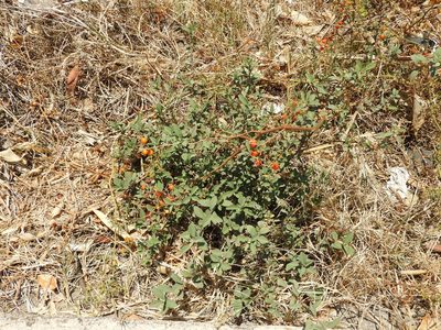 Solanum lycopersicum, photographed by Oscar Alejandro Morales Juárez
