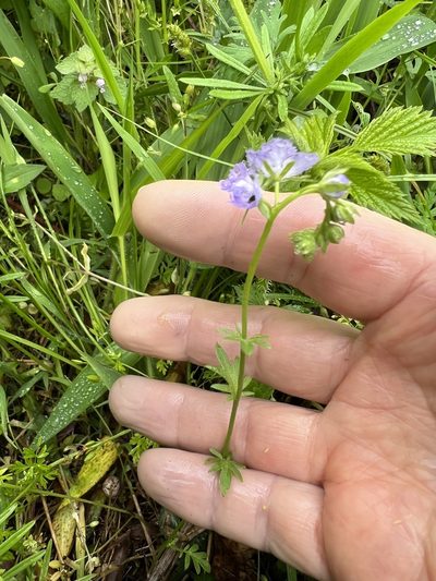 Phacelia gilioides, photographed by pamelabarnabee