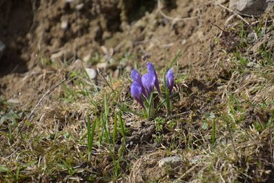 Crocus vernus, photographed by Felicia Seichter