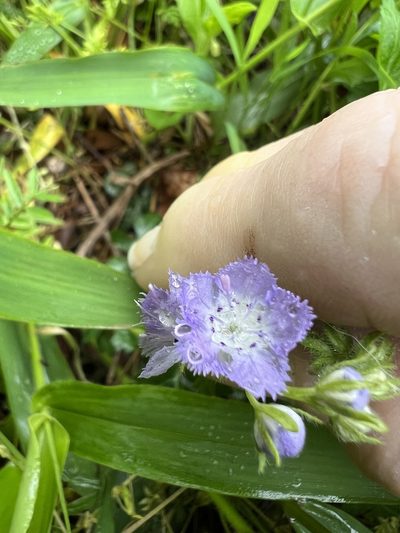 Phacelia gilioides, photographed by pamelabarnabee