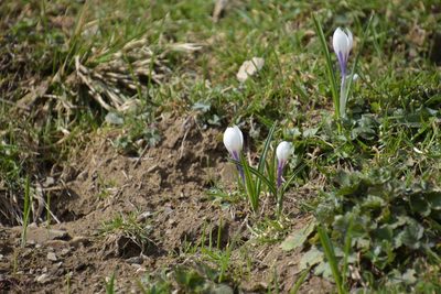 Crocus vernus, photographed by Felicia Seichter