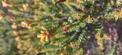 Penaea mucronata, photographed by sharndreheuvel